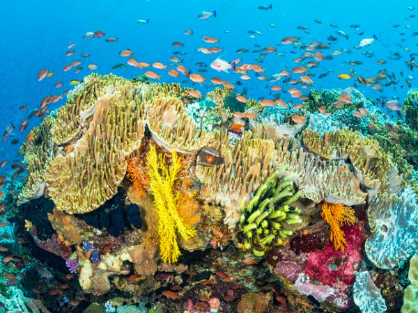Private Diving Tour Explore Van Phong Bay Coral Reef