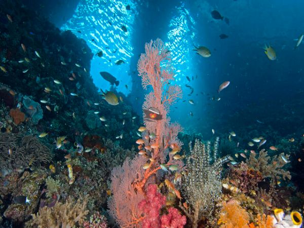 Private Diving Tour Explore Van Phong Bay Coral Reef