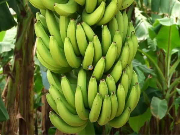 Banana Vietnam Export To Korea