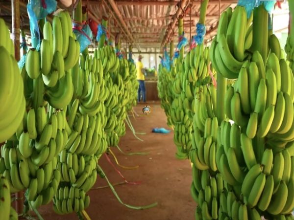 Banana Vietnam Export To Korea