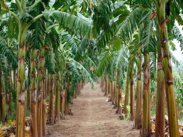 Banana Vietnam Export To Korea
