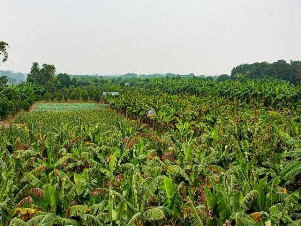 Banana Vietnam Export To Korea