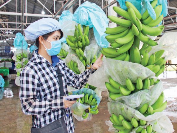 Banana Vietnam Export To Korea