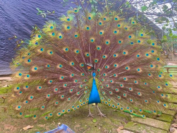 Tien Long Farm Nha Trang