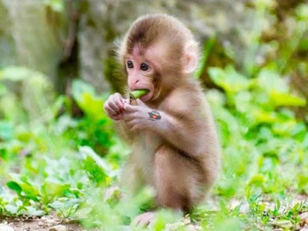 Nha Trang Monkey Island Spa Tour